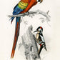 Macaw and Woodpecker Bird Poster