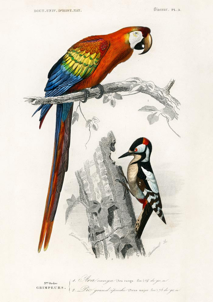 Macaw and Woodpecker Bird Poster