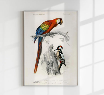 Macaw and Woodpecker Bird Poster