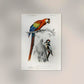 Macaw and Woodpecker Bird Poster