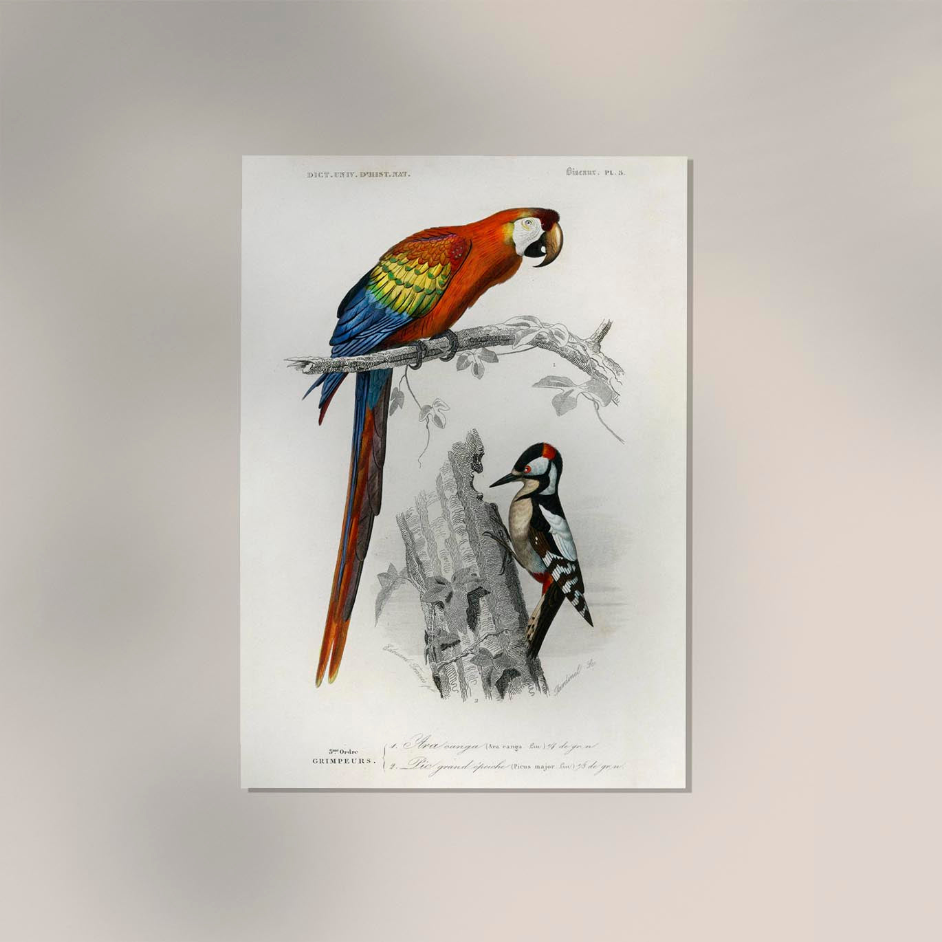 Macaw and Woodpecker Bird Poster