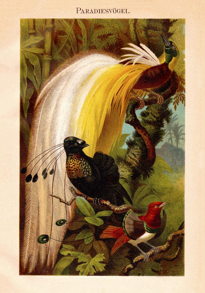 Paradise Birds Poster