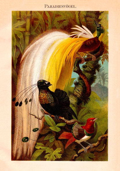 Paradise Birds Poster