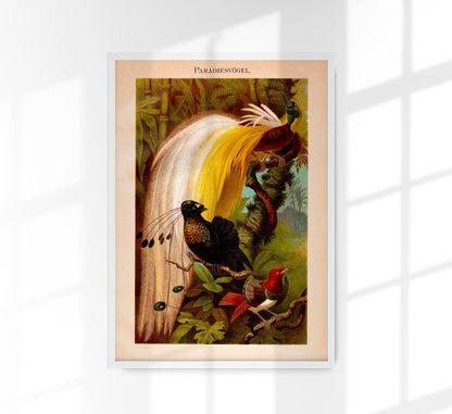 Paradise Birds Poster