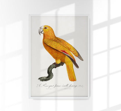 Yellow Parakeet Poster