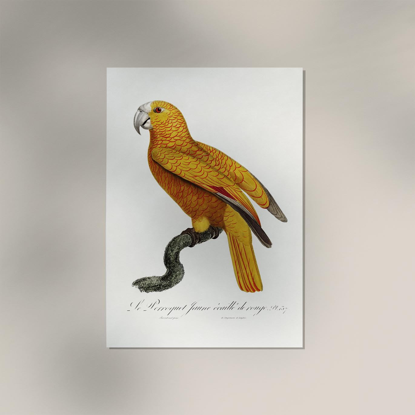 Yellow Parakeet Poster