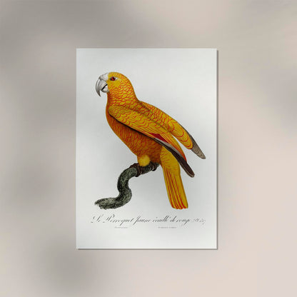 Yellow Parakeet Poster