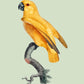 Yellow Parrot Green Poster