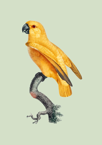 Yellow Parrot Green Poster