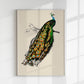 Pavo Cristatus Bird Poster