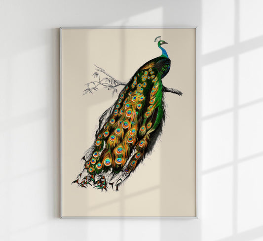 Pavo Cristatus Bird Poster