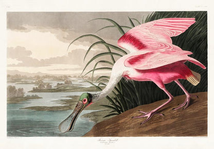 Roseate Spoonbill Vintage Poster