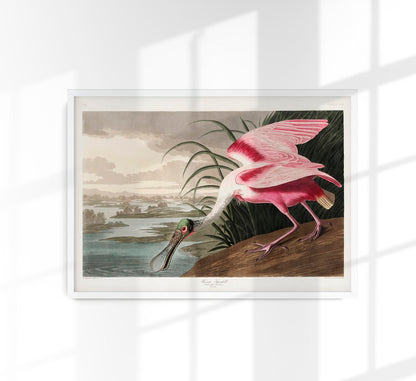 Roseate Spoonbill Vintage Poster