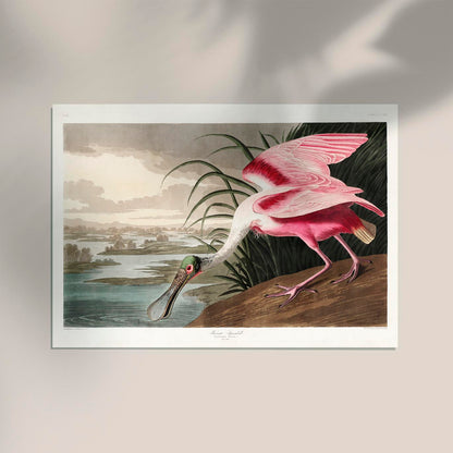 Roseate Spoonbill Vintage Poster