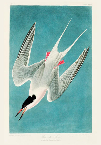 Roseate Tern Vintage Poster