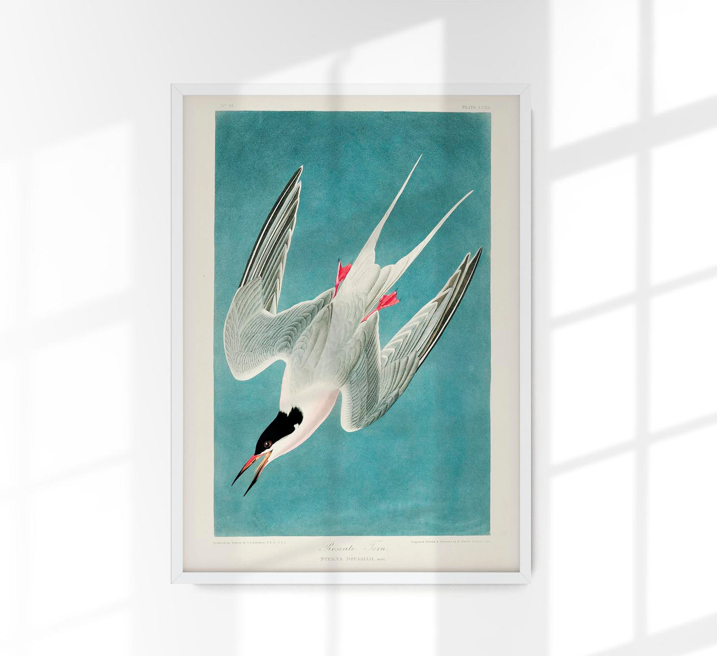 Roseate Tern Vintage Poster