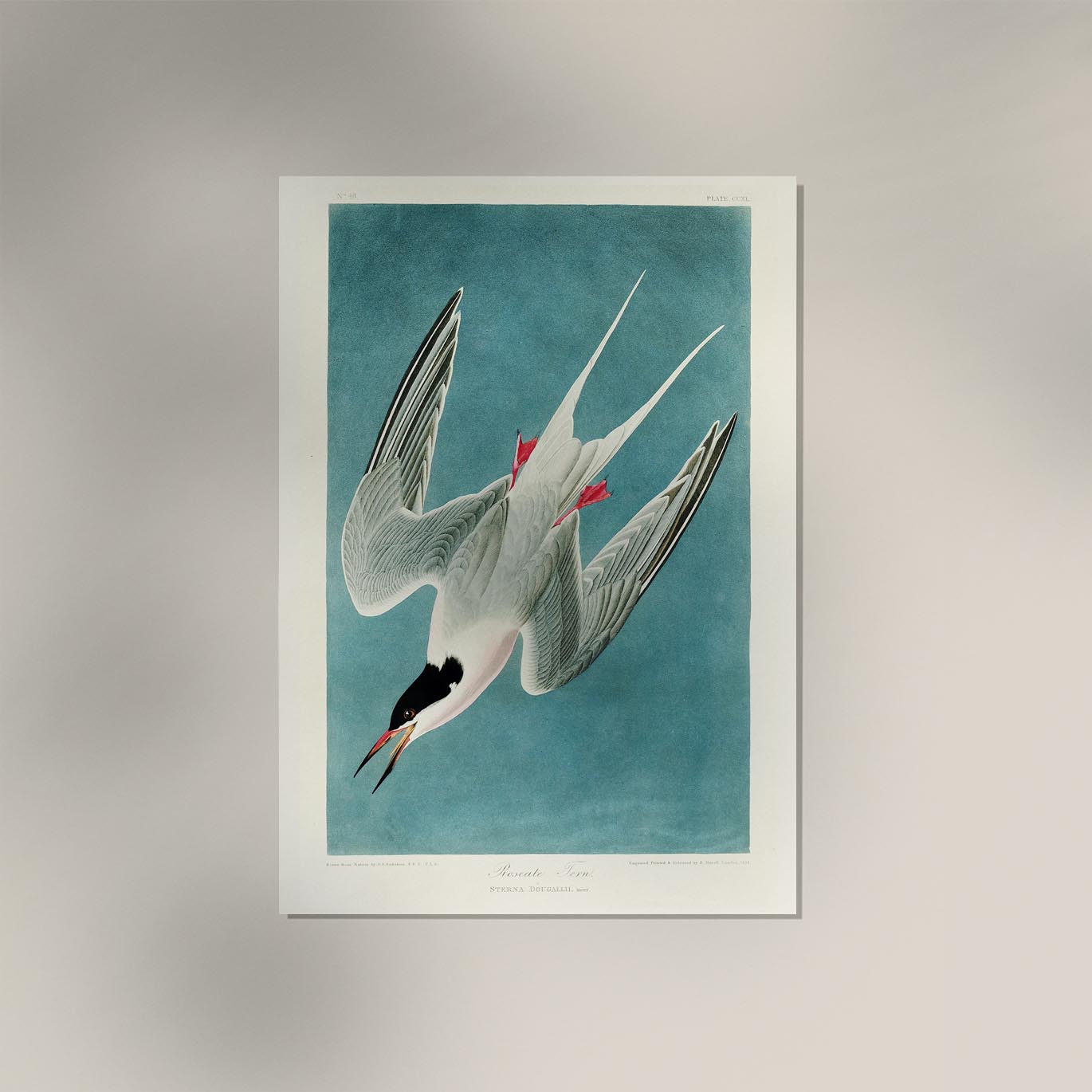 Roseate Tern Vintage Poster