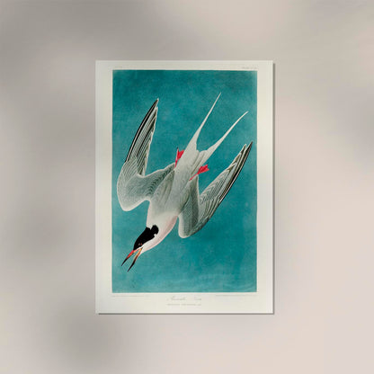 Roseate Tern Vintage Poster