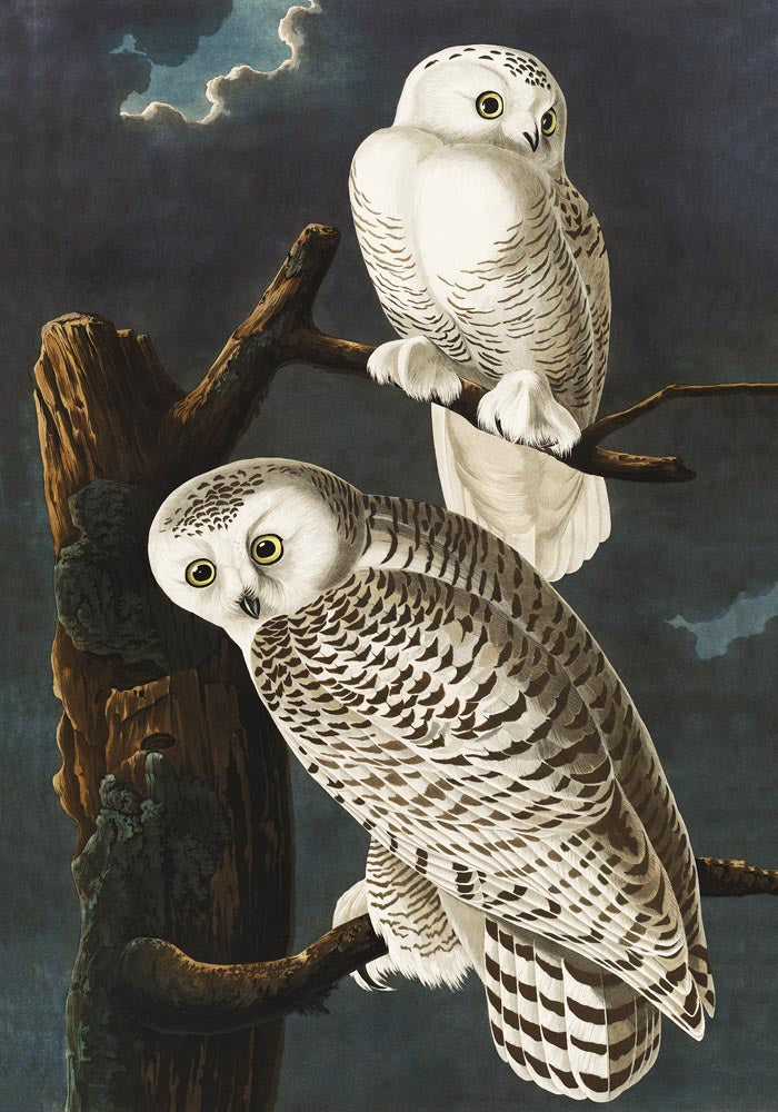 Snowy Owls Vintage Poster