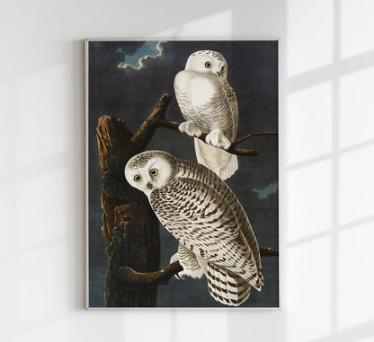 Snowy Owls Vintage Poster