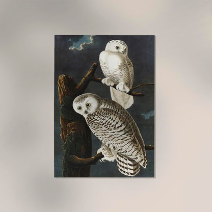 Snowy Owls Vintage Poster