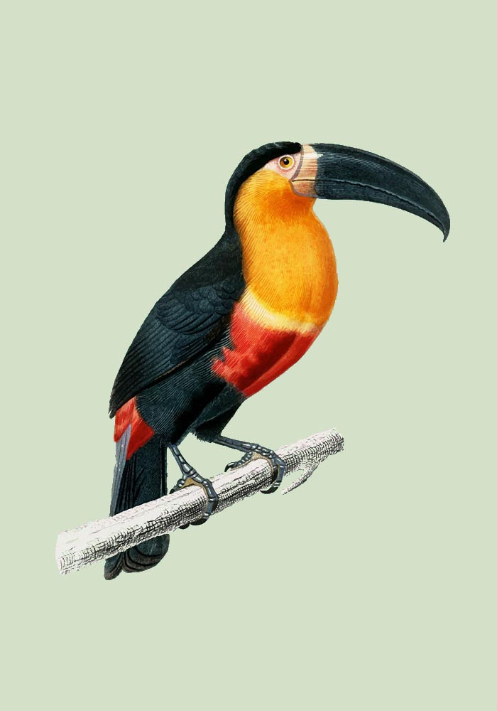 Toucan du Para Green Poster