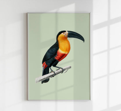 Toucan du Para Green Poster