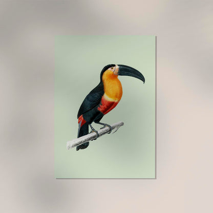 Toucan du Para Green Poster