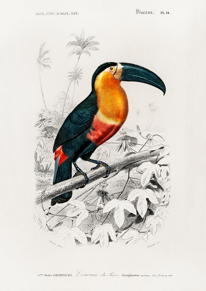 Toucan du Para Tropical Bird Poster