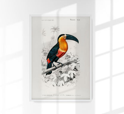 Toucan du Para Tropical Bird Poster