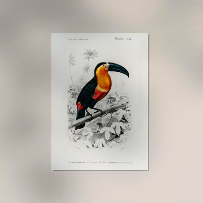 Toucan du Para Tropical Bird Poster