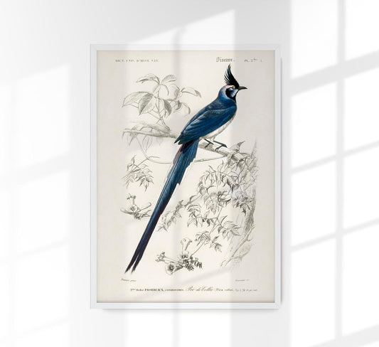 Pica Colliei Vintage Bird Poster