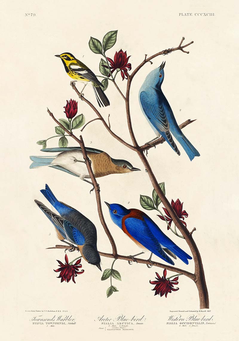 SALE: Blue Birds Canvas Print Set