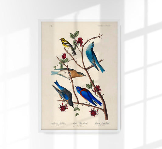 Birds of America Plate n79 from Birds of America Poster