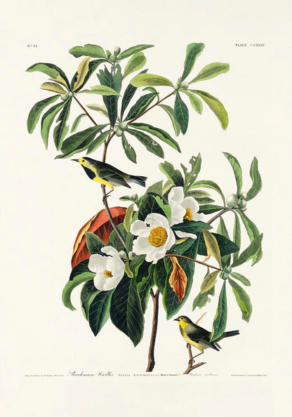 Bachman's Warbler from Birds of America Poster