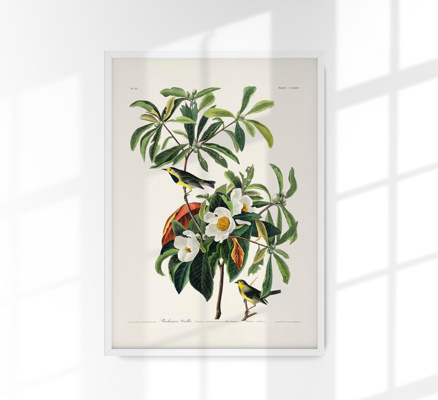 Bachman's Warbler from Birds of America Poster