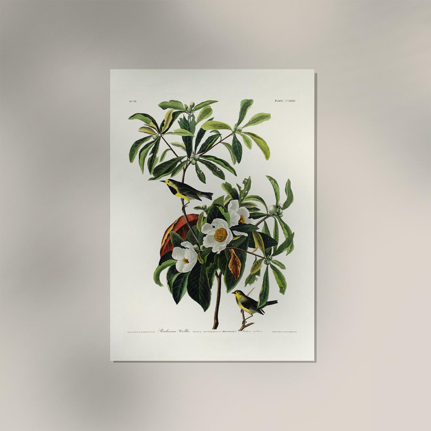 Bachman's Warbler from Birds of America Poster