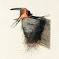 Bain Swallow from Birds of America Poster