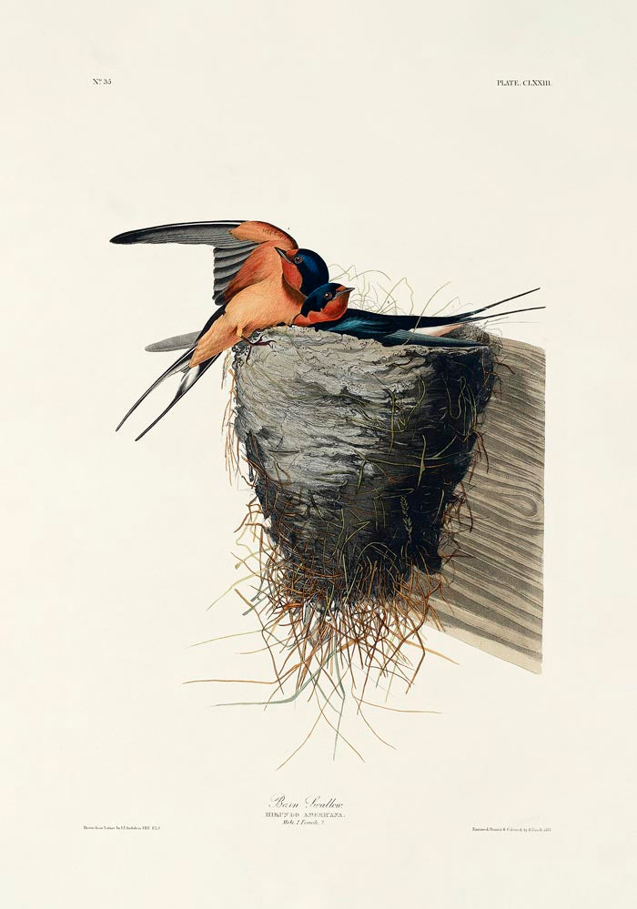 Bain Swallow from Birds of America Poster