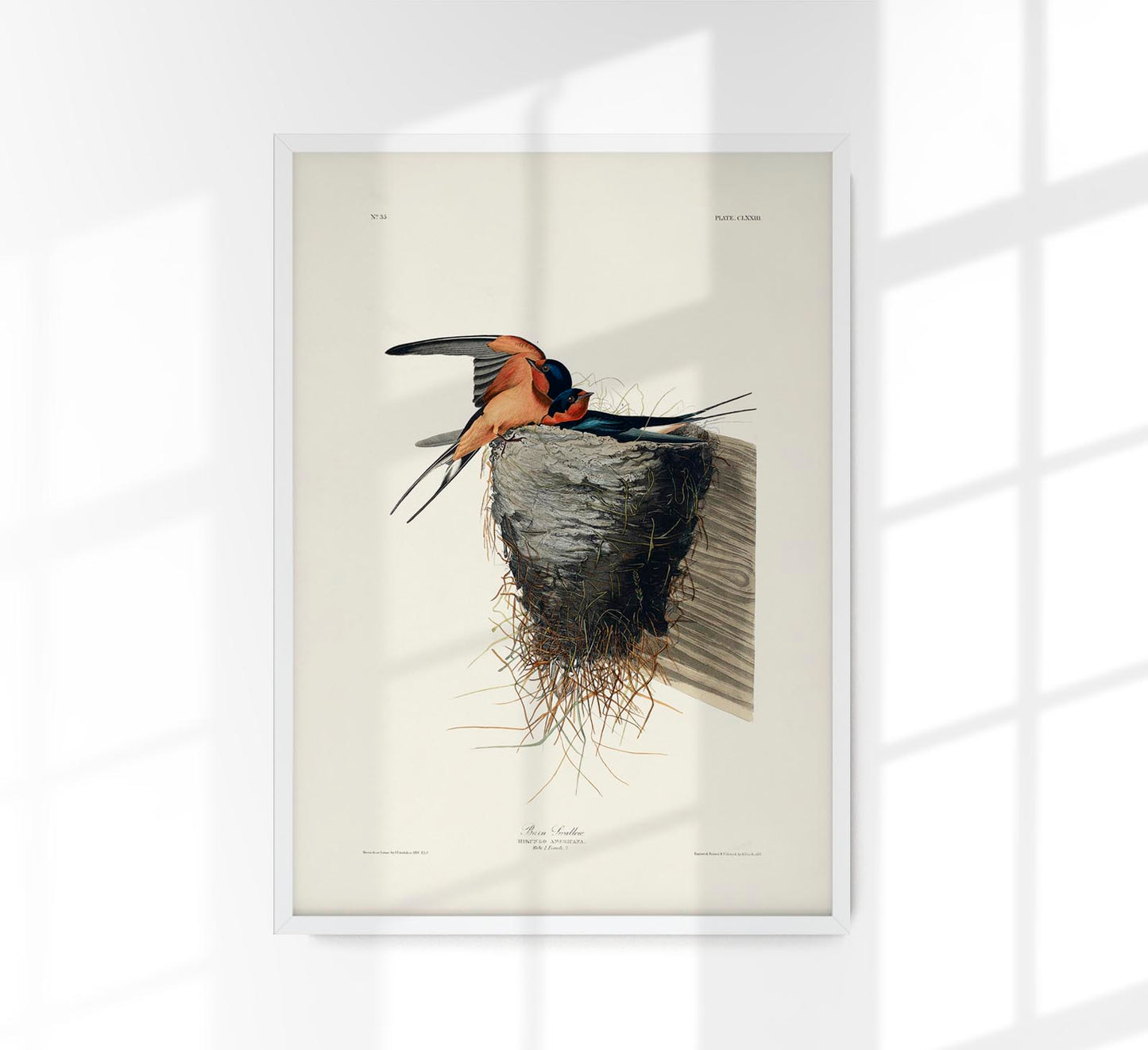 Bain Swallow from Birds of America Poster