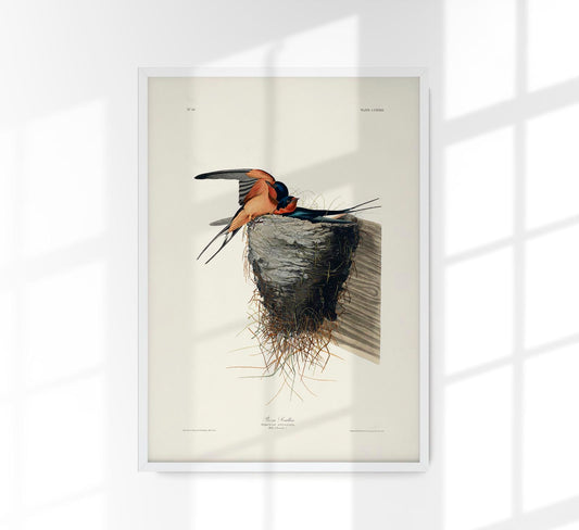 Bain Swallow from Birds of America Poster