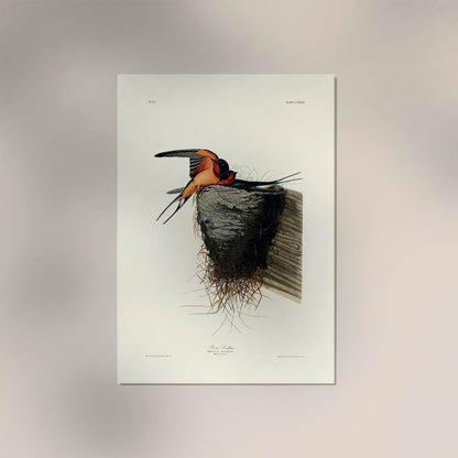 Bain Swallow from Birds of America Poster