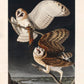 Barn Owl from Birds of America Poster