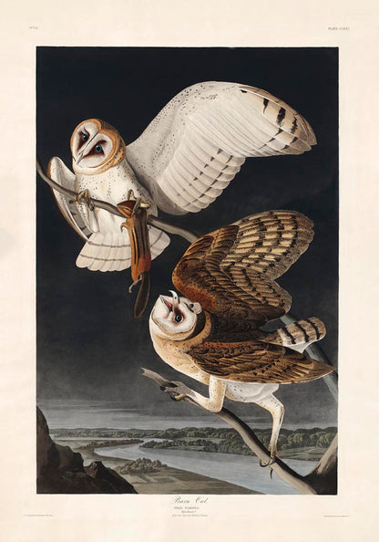 Barn Owl from Birds of America Poster