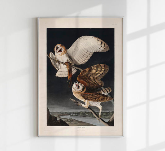 Barn Owl from Birds of America Poster