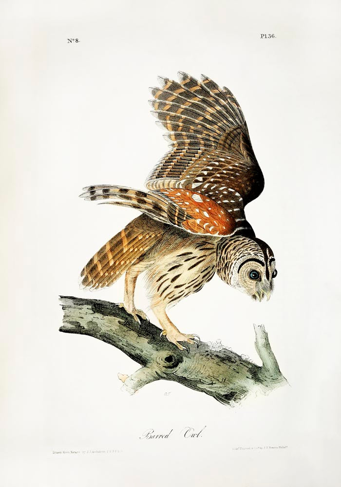 Barred Owl from Birds of America Poster