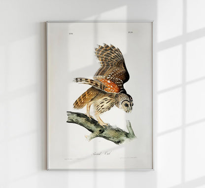 Barred Owl from Birds of America Poster