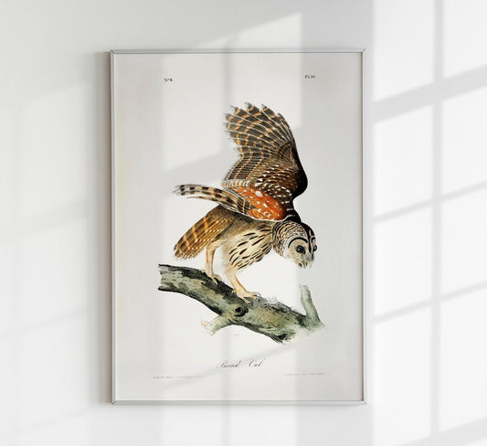 Barred Owl from Birds of America Poster