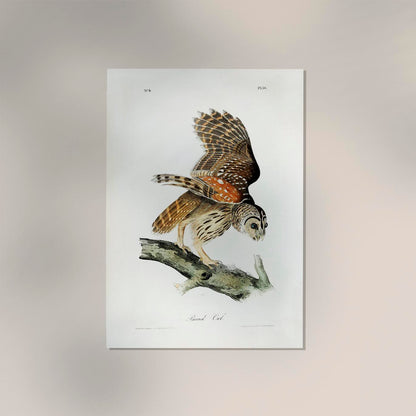 Barred Owl from Birds of America Poster