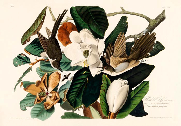 Black-billed Cuckoo from Birds of America Poster